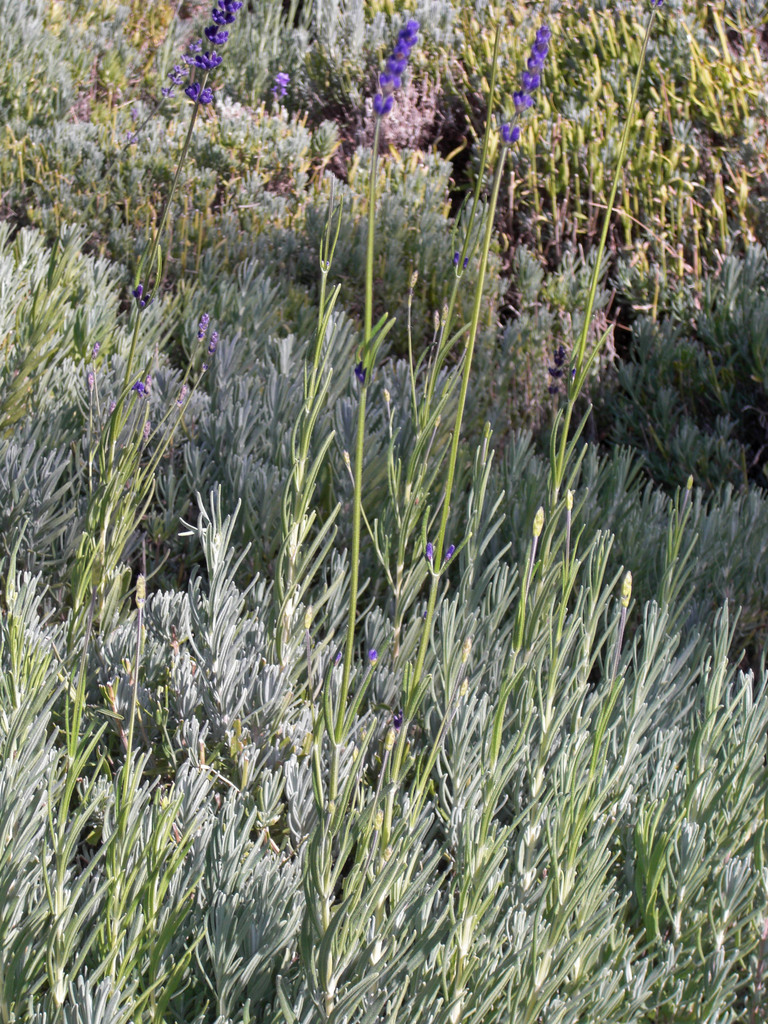 Lavanda (Lavandula angustifolia) · Natusfera