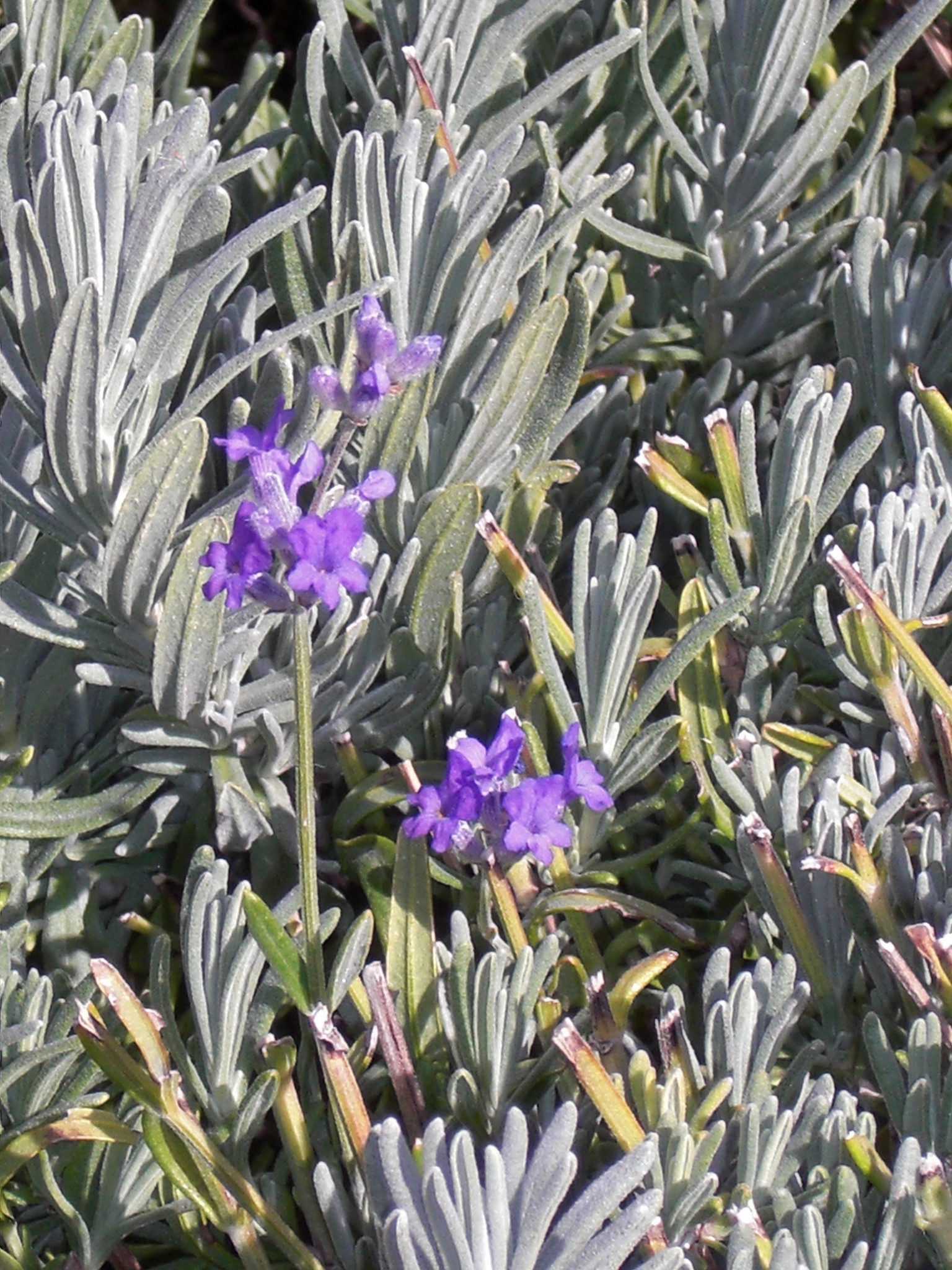 1 pianta di Lavandula angustifolia ** Lavanda (alveolino-4x4x6)