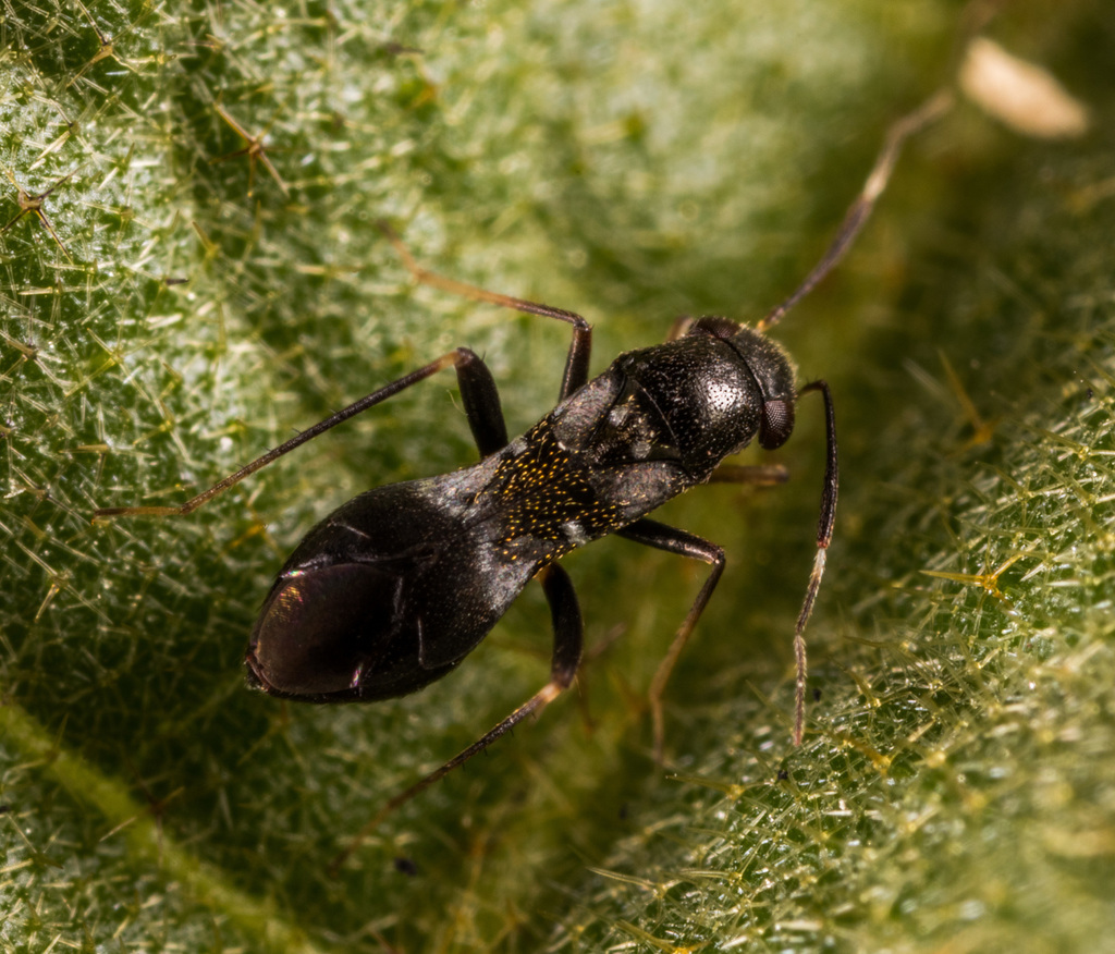 Pilophorus typicus