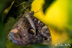 Opsiphanes tamarindi tamarindi