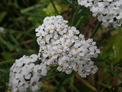 Glyphipterix simpliciella