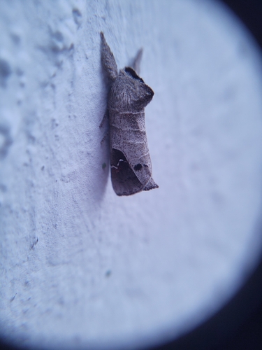 Clostera anachoreta