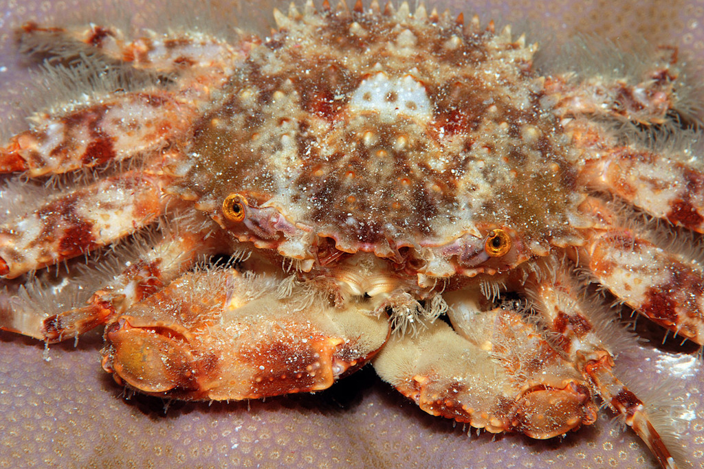 Palicoidea