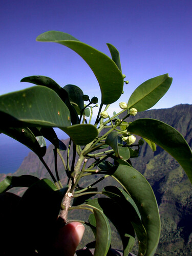 Melicope pallida