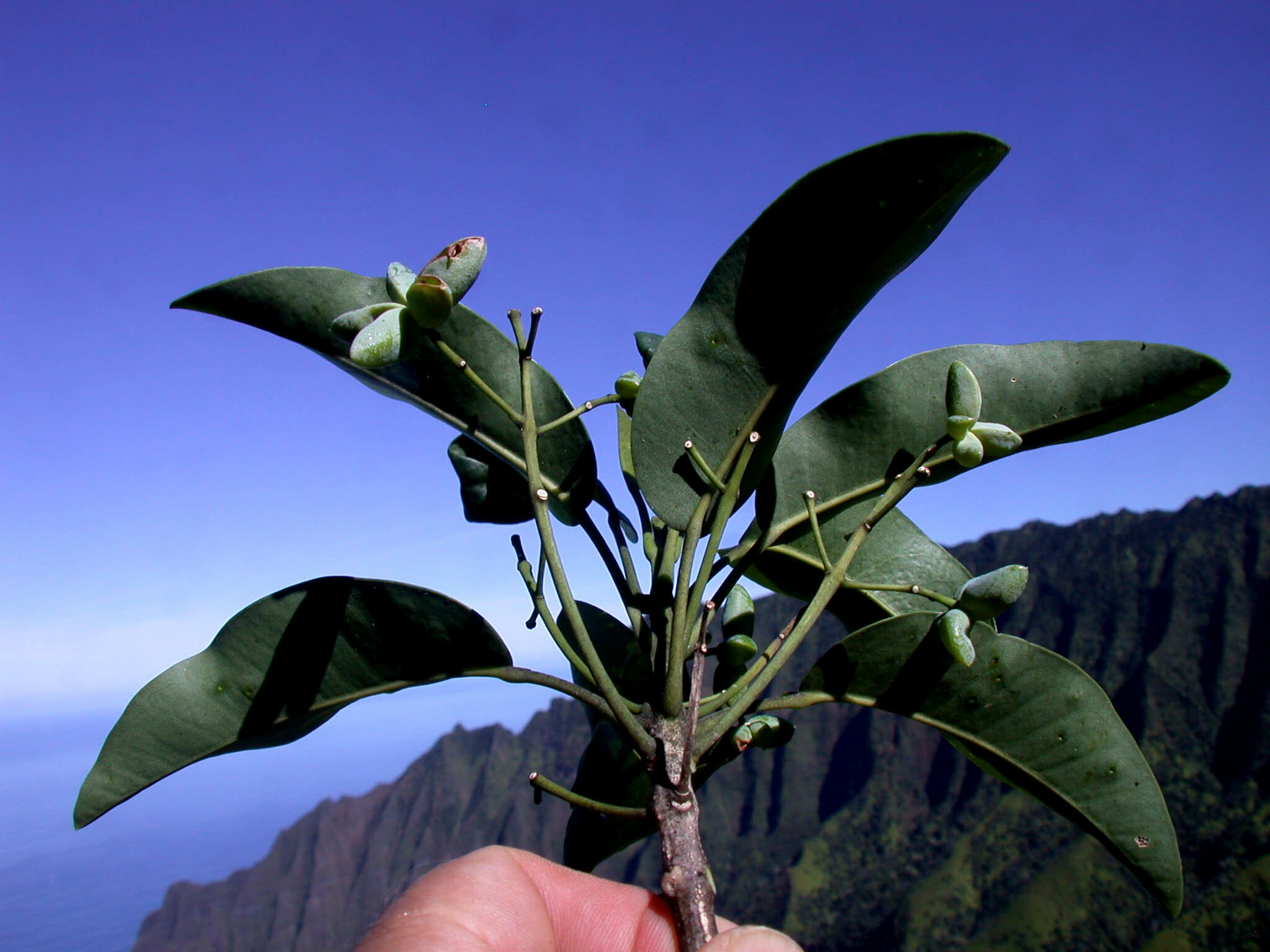 Melicope pallida