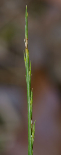 Stenotaphrum micranthum iNat (1)