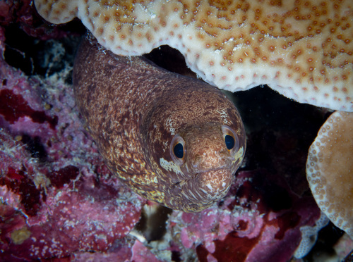 Bandvin-murene (Gymnothorax zonipectis) — Muraenidae — 3