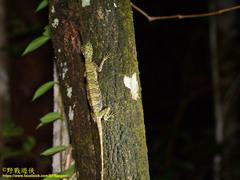 Draco quinquefasciatus