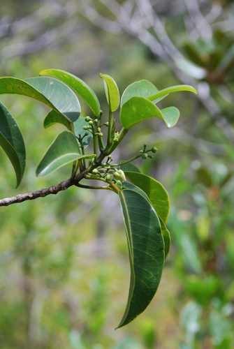 Melicope pallida