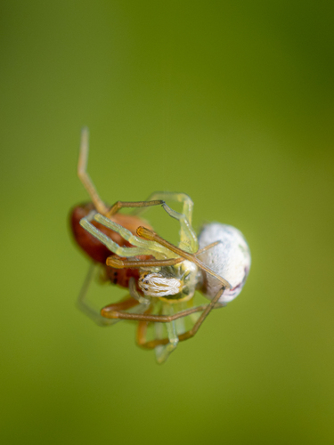 Bleeding Heart Spider, Mondego, photo 7 of 10