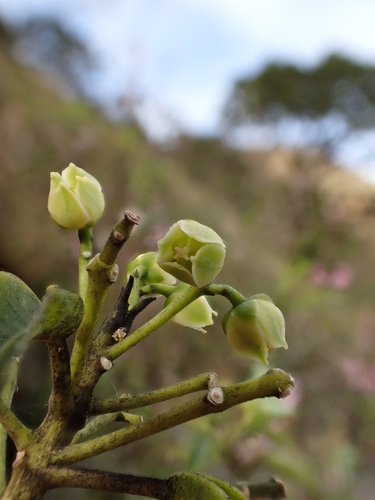 Melicope pallida observed 2017-01-31