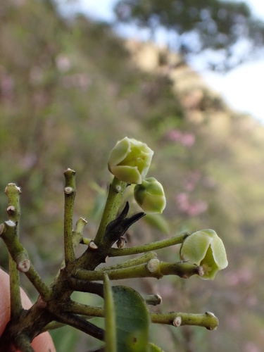 Melicope pallida