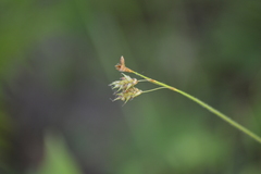 Carex castanea