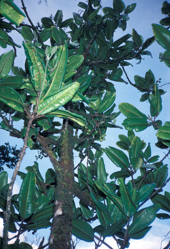 Melicope paniculata observed 2004-04-07