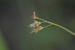 Carex castanea