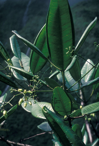 Melicope paniculata observed 2004-09-01
