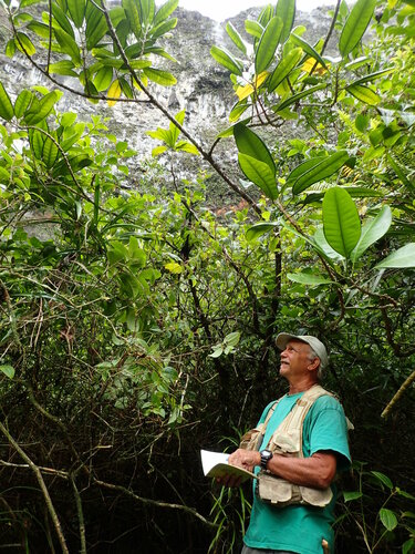 Melicope paniculata