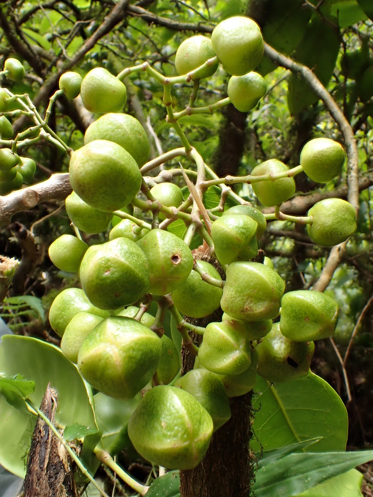 Melicope paniculata