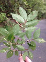 Ulmus serotina, photograph author not stated, no rights reserved