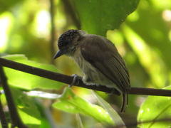 Picumnus granadensis