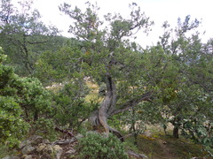 Juniperus durangensis