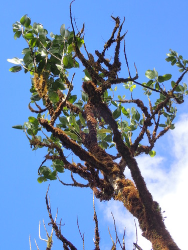Melicope paniculata observed 2017-12-07