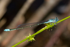 Enallagma divagans