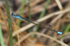 Enallagma divagans