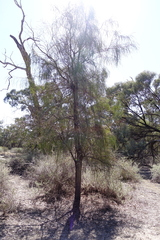 Acacia stenophylla