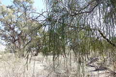 Acacia stenophylla