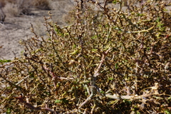 Sclerolaena muricata