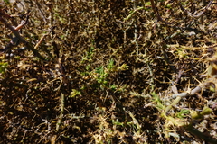 Sclerolaena muricata