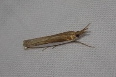 Crambus sperryellus