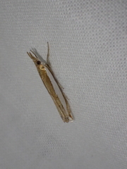 Crambus sperryellus
