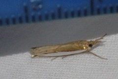 Crambus sperryellus