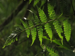 Pteris muricata