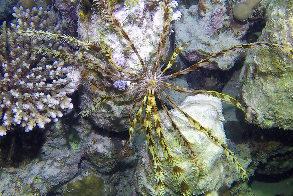 Indian feather star