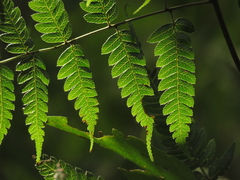 Pteris muricata