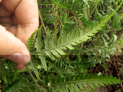 Pteris muricata
