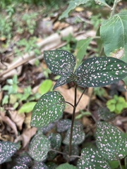 Hypoestes phyllostachya image