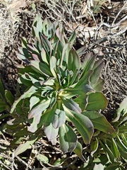 Echium thyrsiflorum image