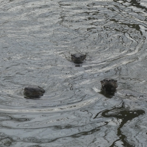 North American River Otter photographed in West Virginia