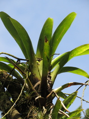Tillandsia denudata