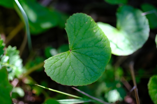 Centella asiatica