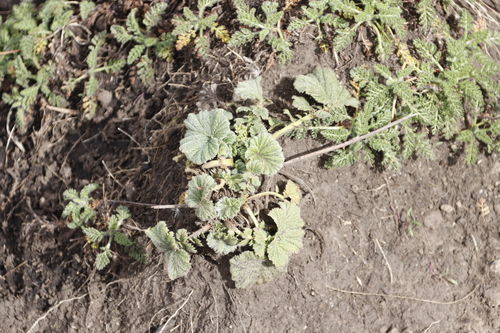 Image of Geum capense by (c) Tony Rebelo, some rights reserved (CC BY-SA)