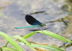 Matrona basilaris