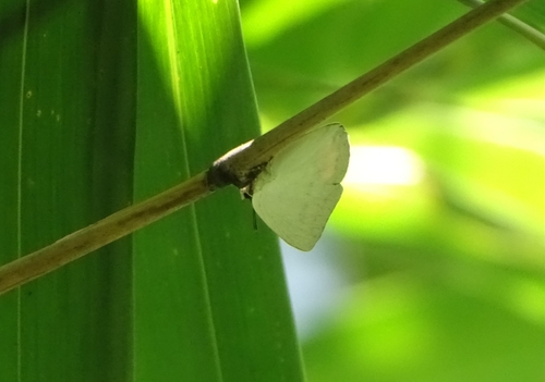 Photo of Indian Sunbeam (Curetis thetis)