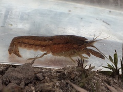 Procambarus lunzi