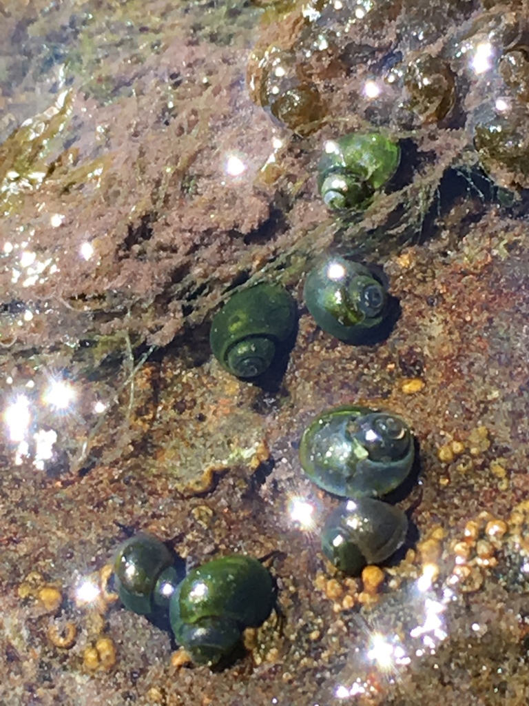 Virginia Mountains Pebblesnail