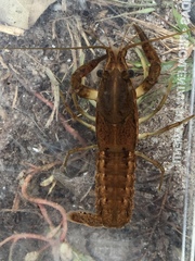 Procambarus lunzi